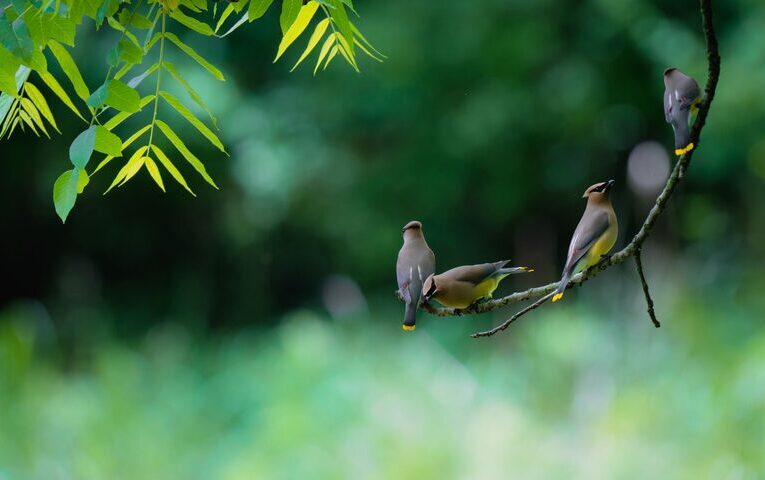 Beginner Tips for Backyard Birdwatching: A Fun and Easy Guide